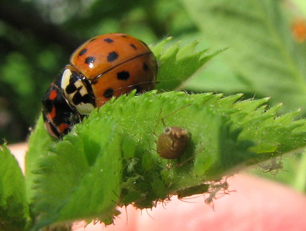 Coccinella  a semilune rosse - Harmonia axyridis